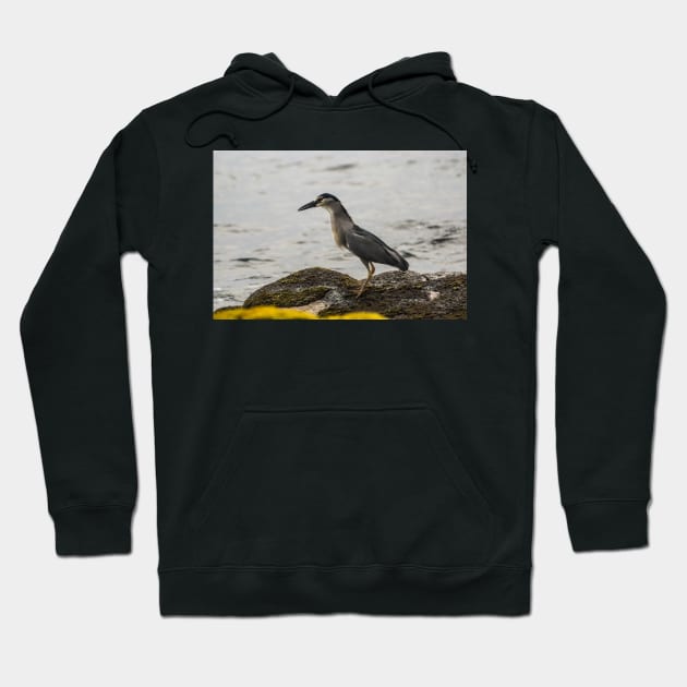 Black-crowned night heron of hawaii 2 Hoodie by KensLensDesigns